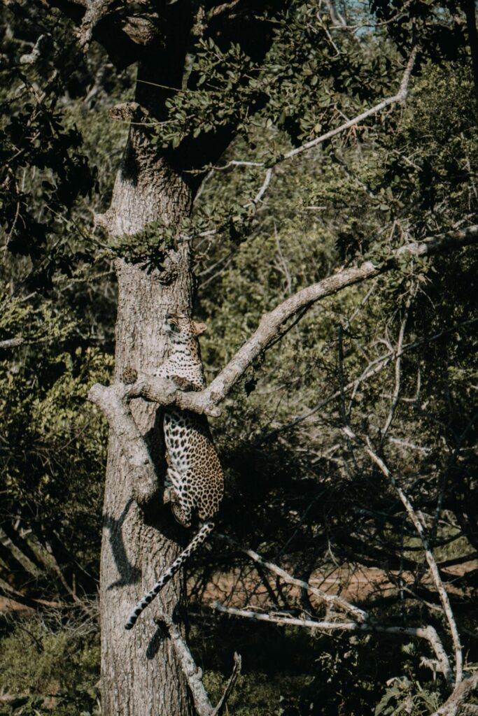 Leopard climbing a tree in Yala